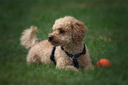 别羡慕，学校派出了警犬，是真的！